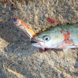 熱中症⁇超危険‼南大阪